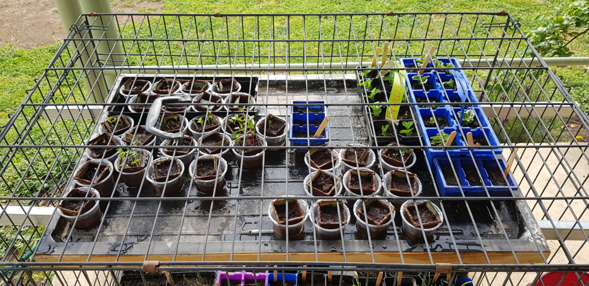 Seedlings top row