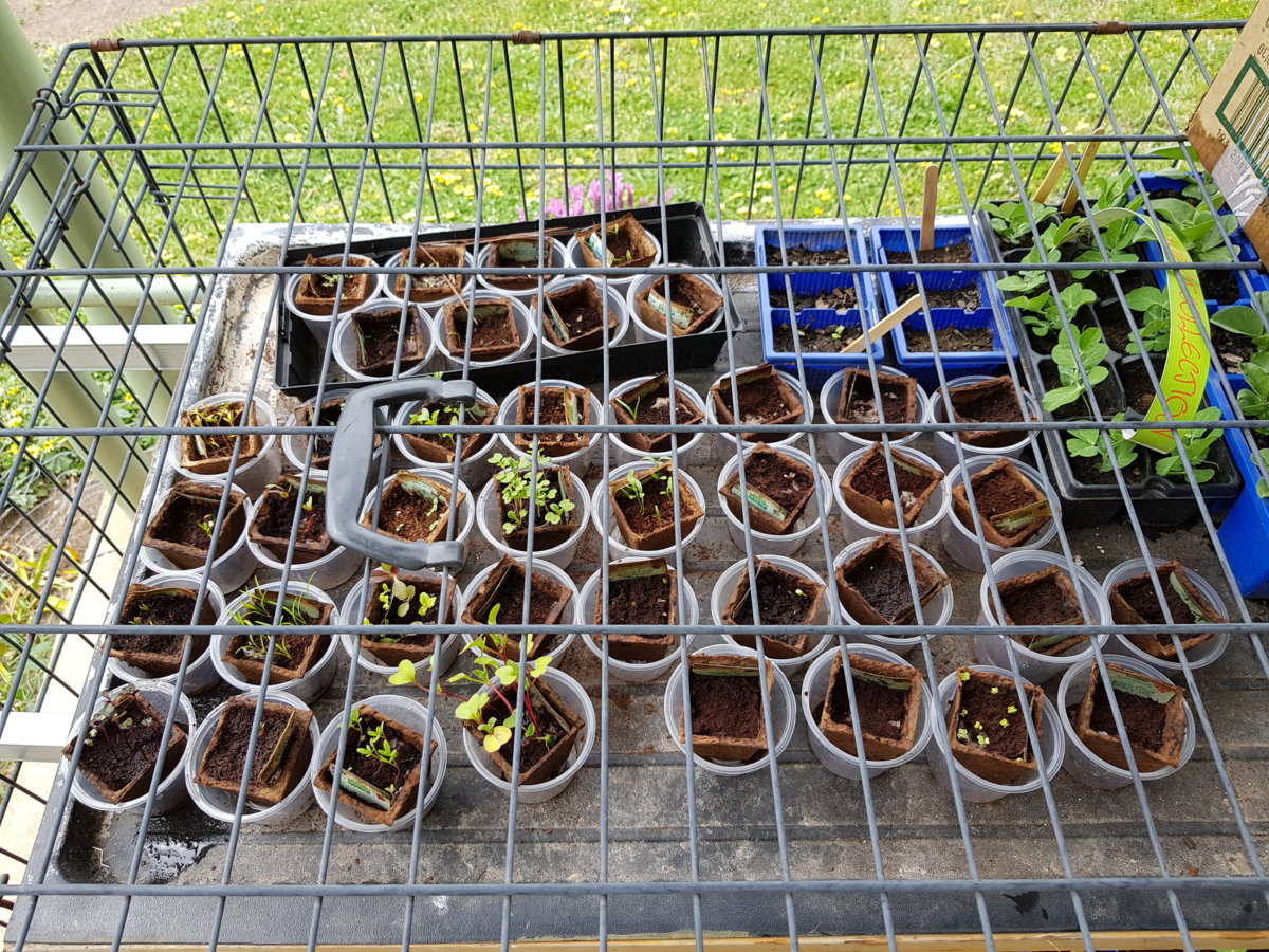 Seedlings