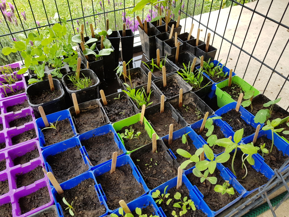 Seedlings