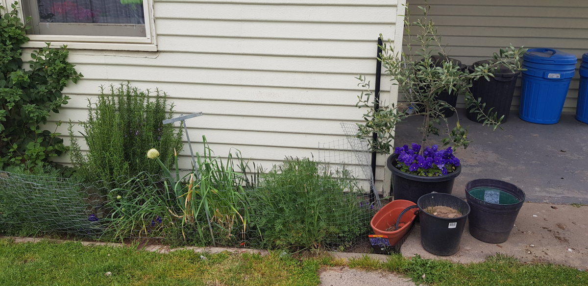 Small sheltered herb patch