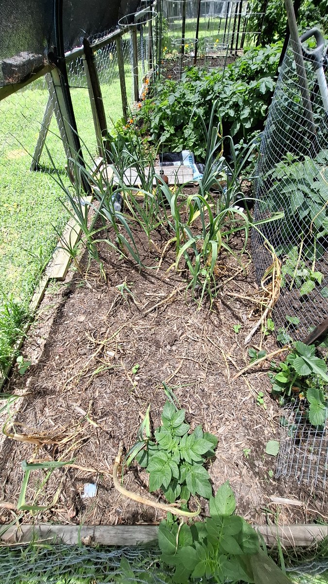 Some garlic didn't make it