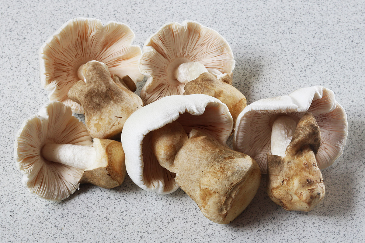 Straw mushrooms s.jpg