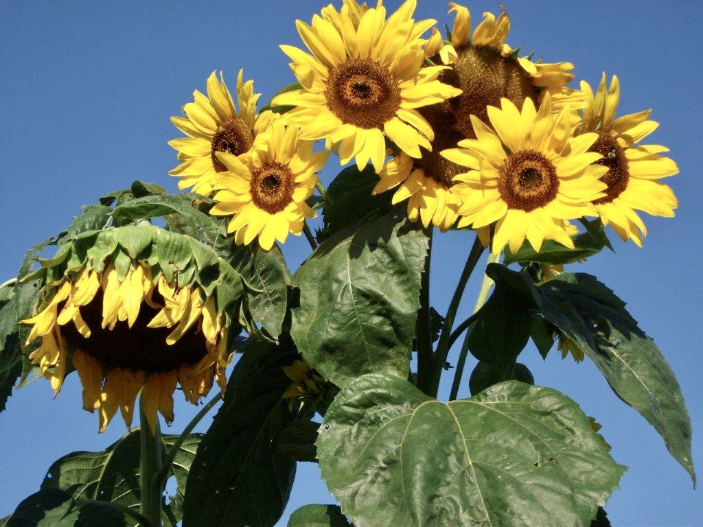 Sunflowers