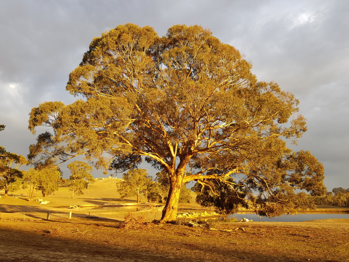 Sunrise tree