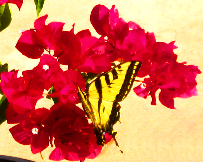 Swallowtail on Bougainvillea