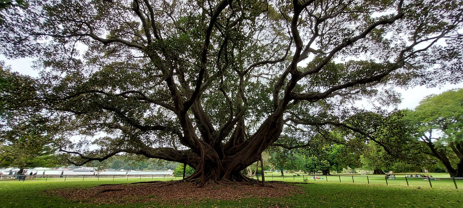 Sydney Botanical Gardens