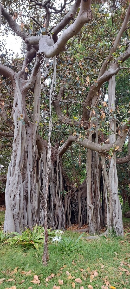 Sydney Botanical Gardens