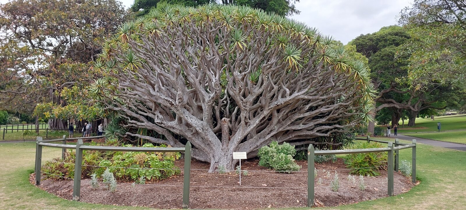 Sydney Botanical Gardens