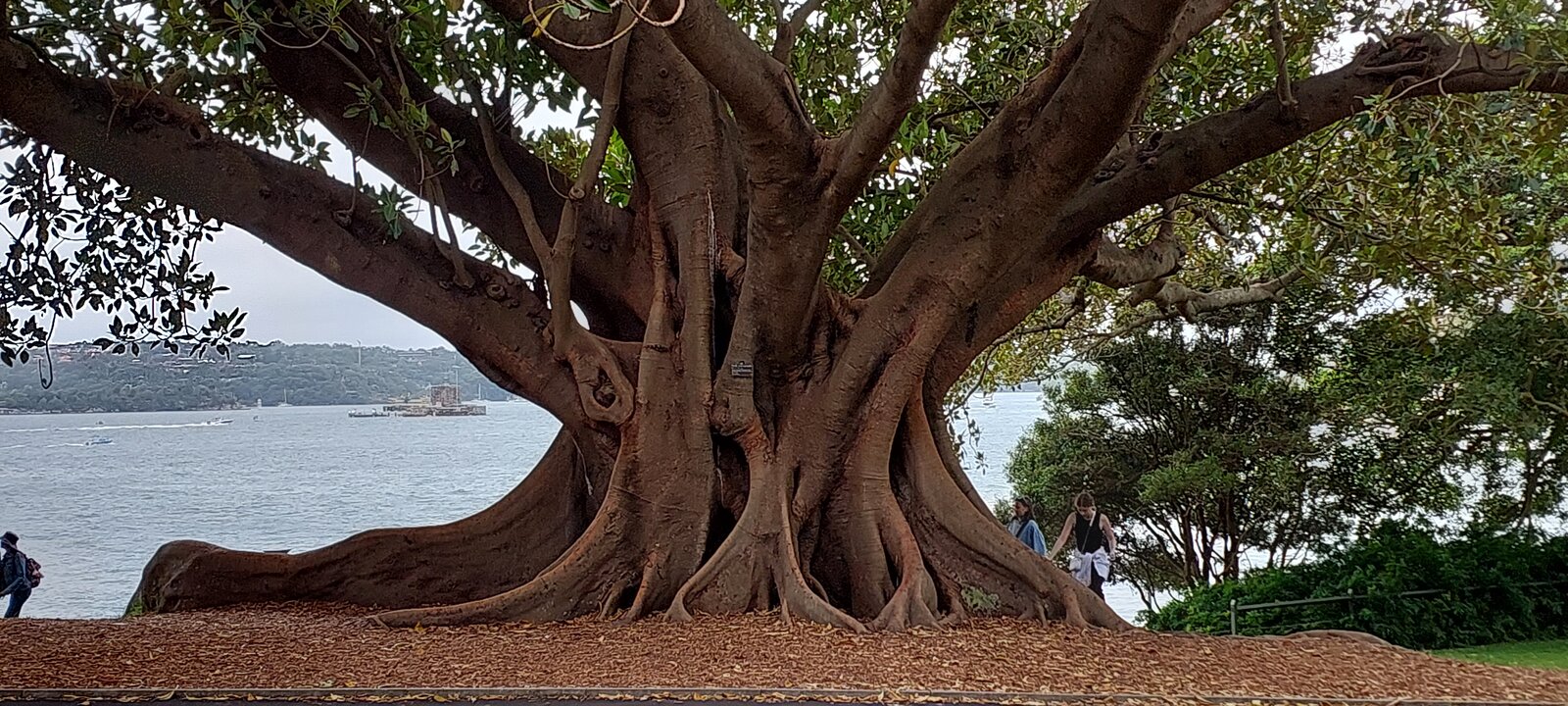 Sydney Botanical Gardens