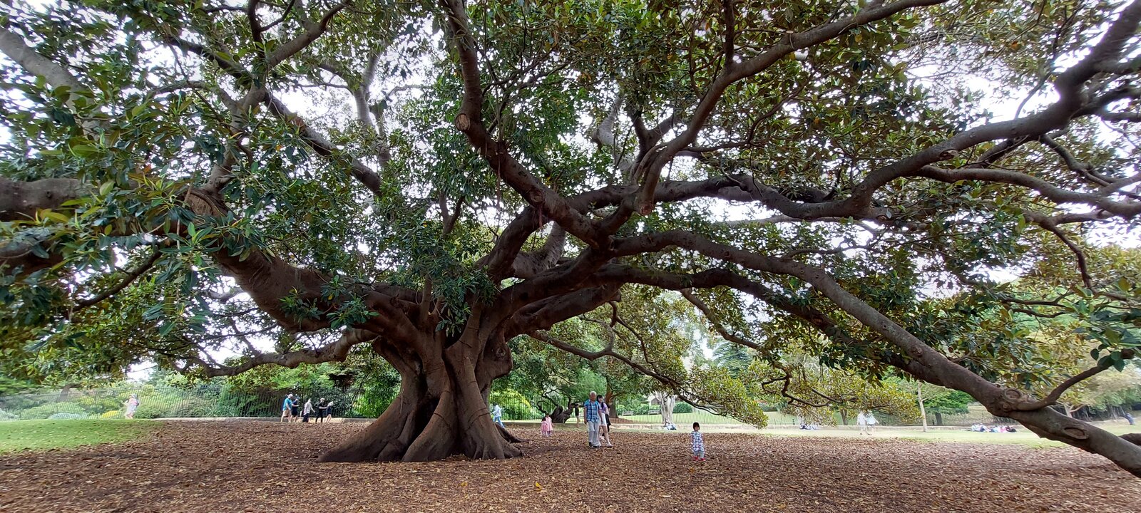 Sydney Botanical Gardens