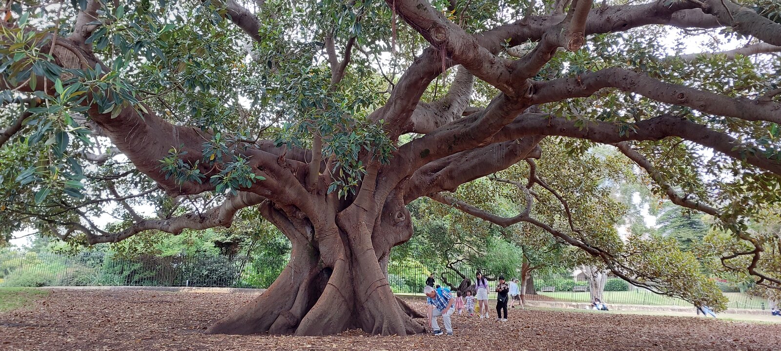 Sydney Botanical Gardens