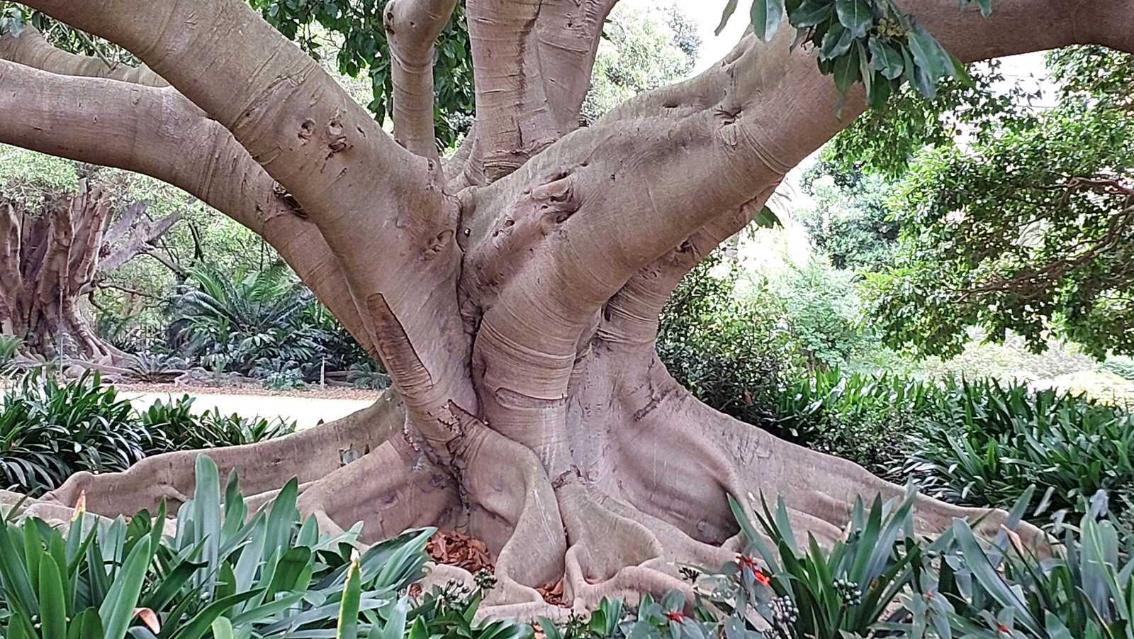 Sydney Botanical Gardens