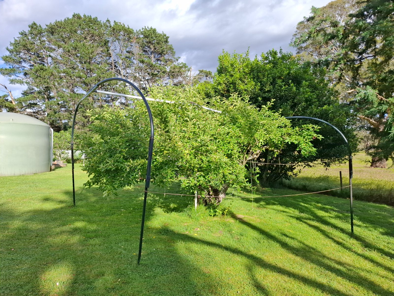 the apple tree needs a trim