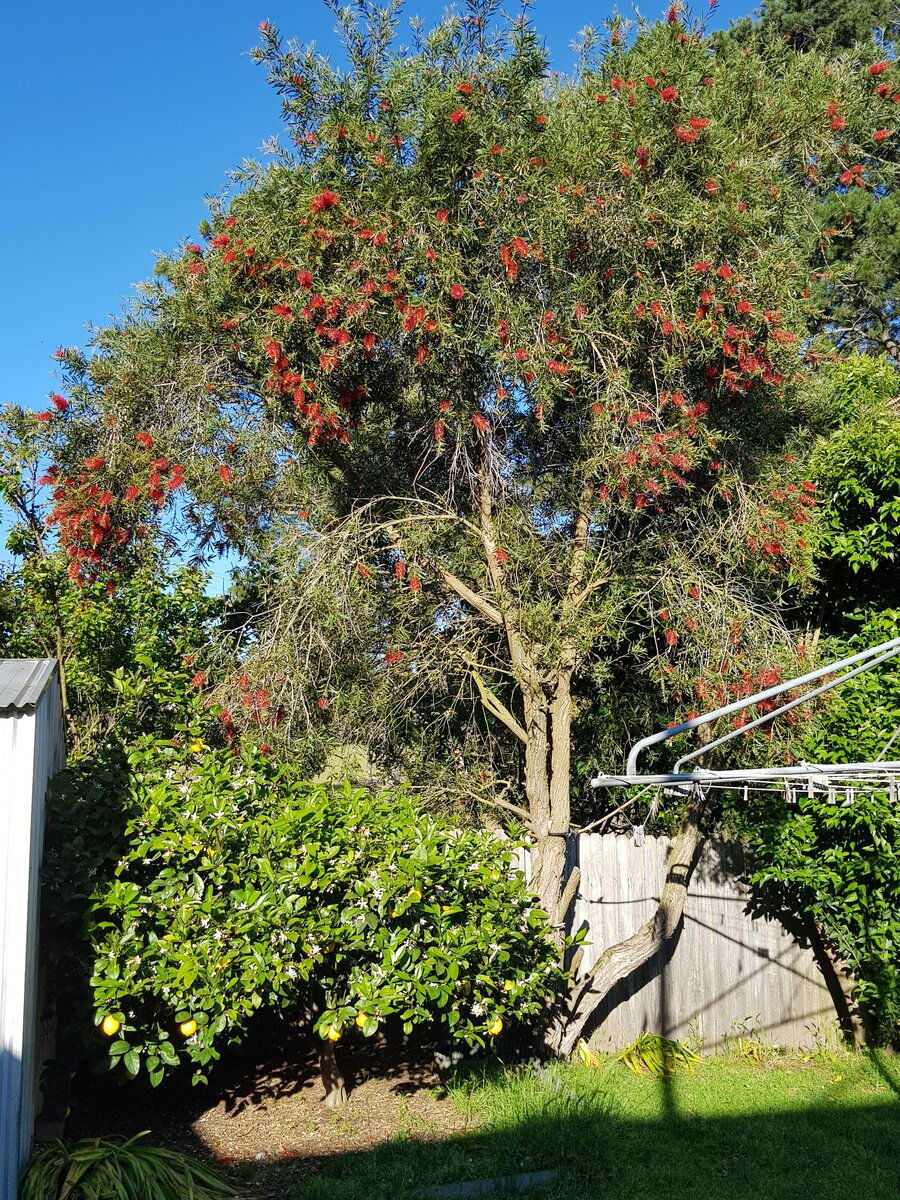 The Bottle brush tree & the lemon tree