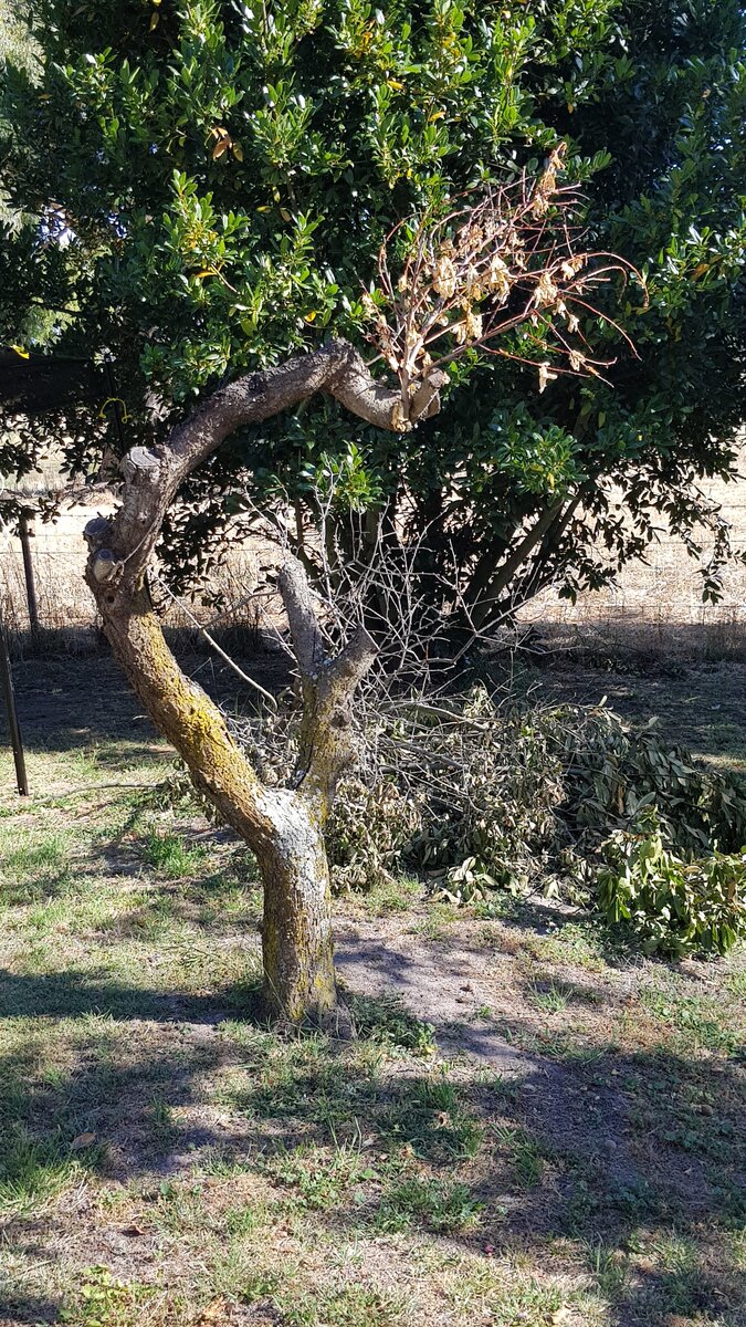 The effects of the drought are catching up with the garden