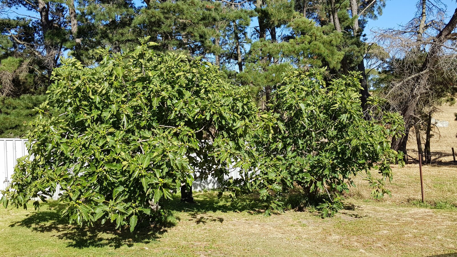 The fig trees