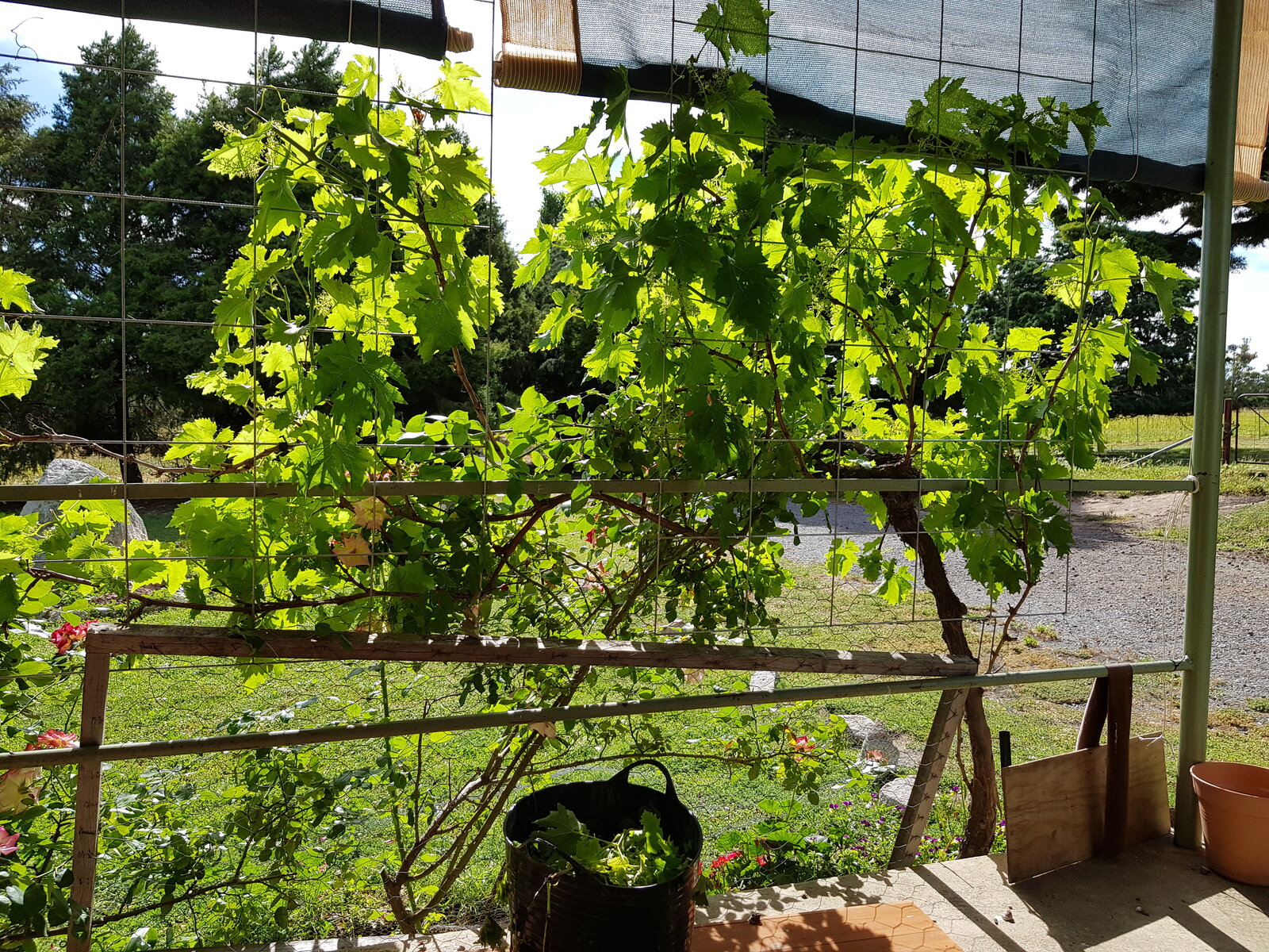The grape vine acts as a sunshield for the veranda and sitting room