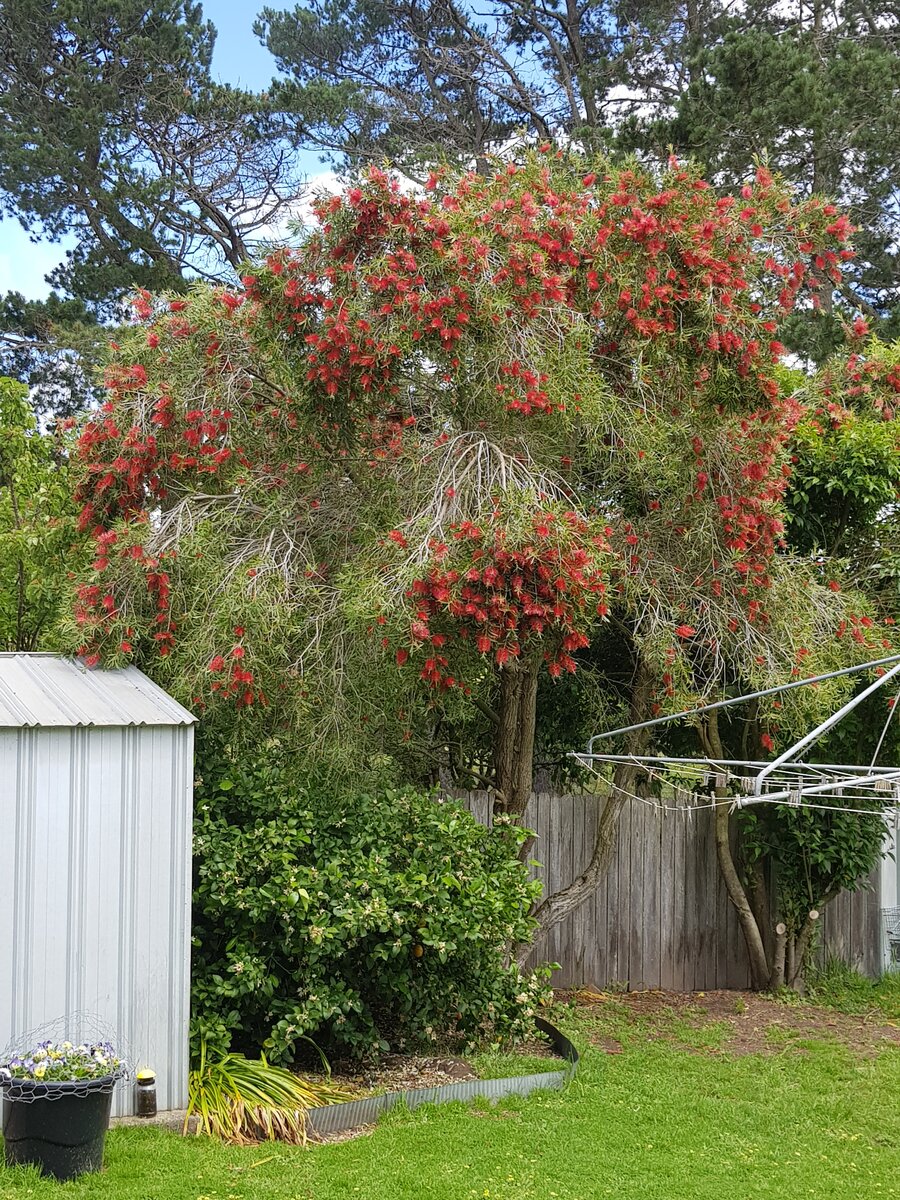 The lemon tree and the bottle brush bush