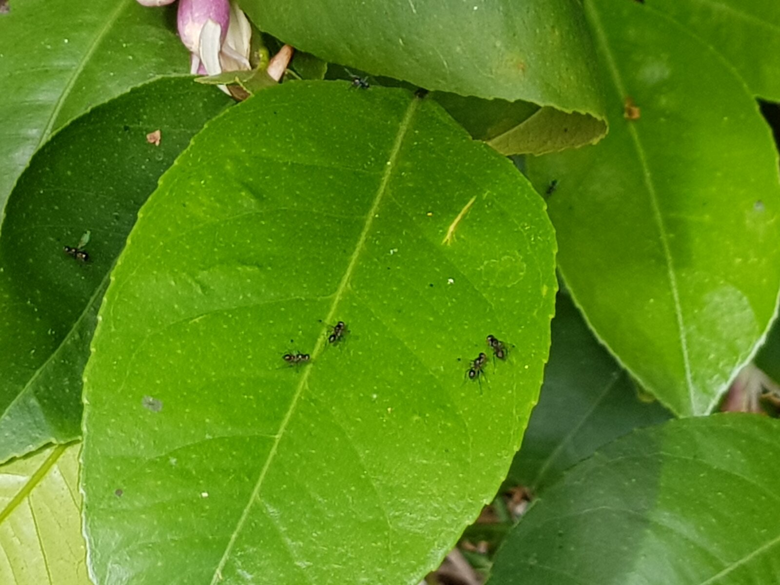 The multitude of insects on the lemon tree today