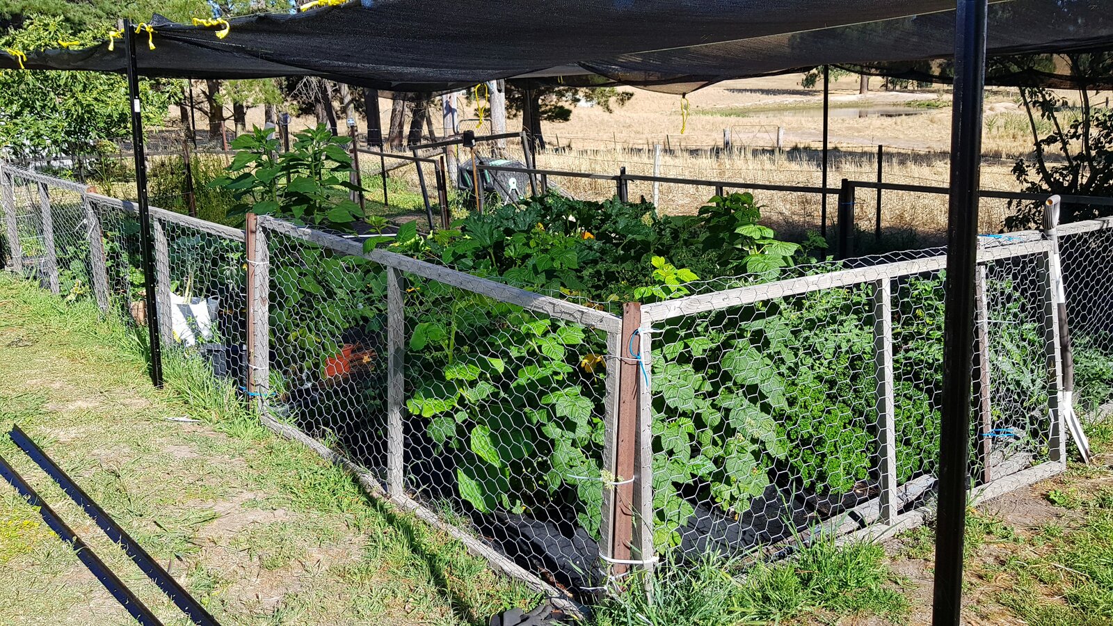 The raspberry canes