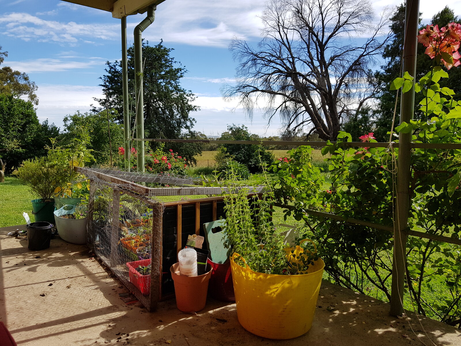 The rest of the veranda is currently a seedling safe area. Chooks rather like newly herniated seeds.