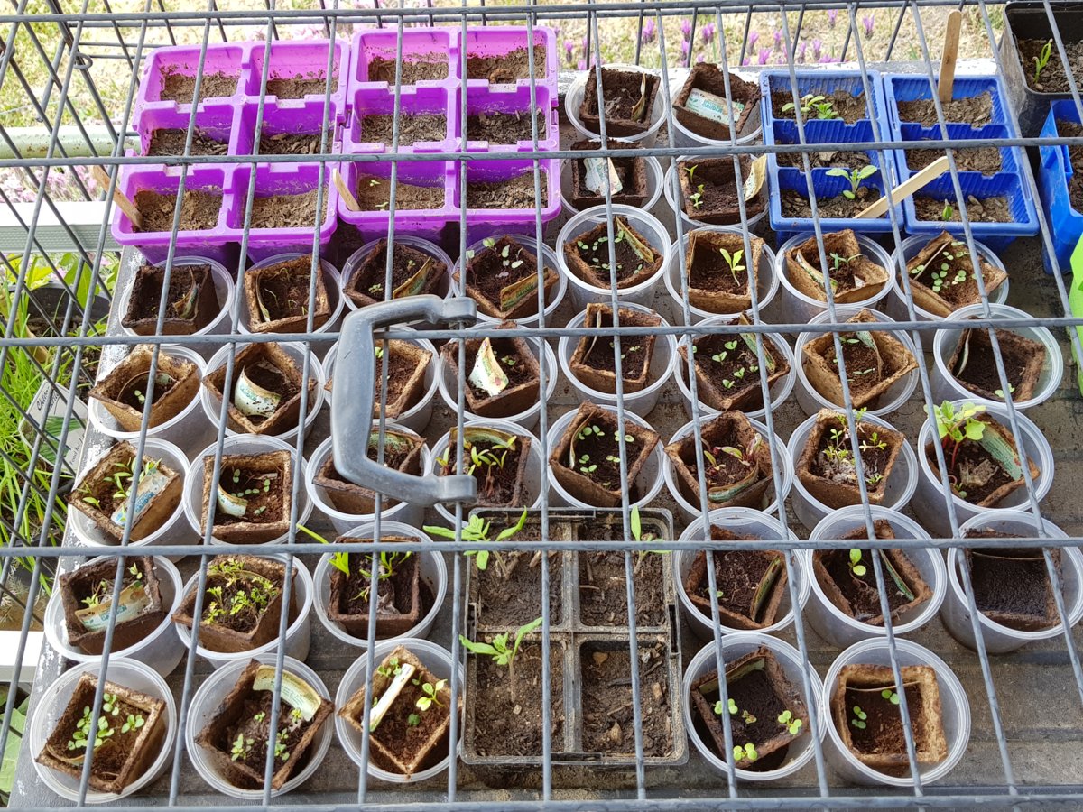 The top row of seedlings