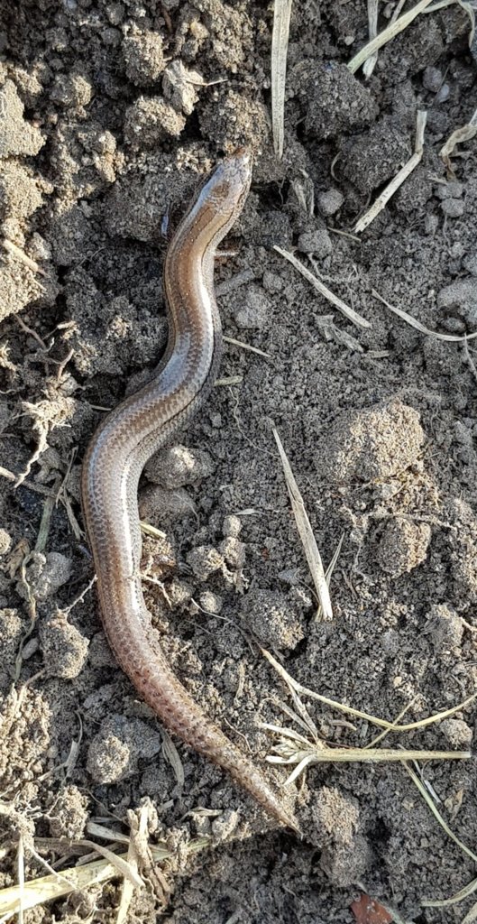 three toed earless skink (?)