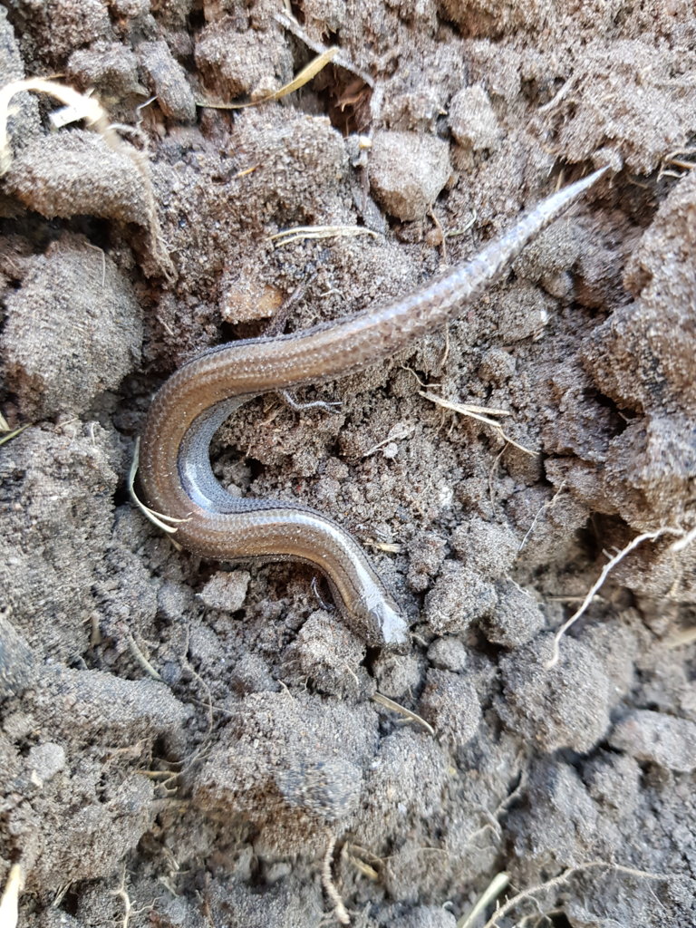 three toed earless skink (?)