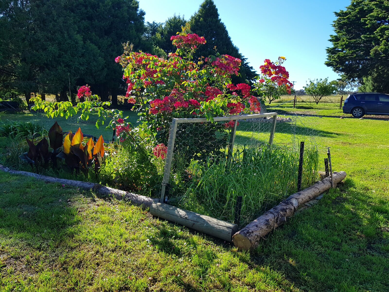 to the right of the rose is the garlic