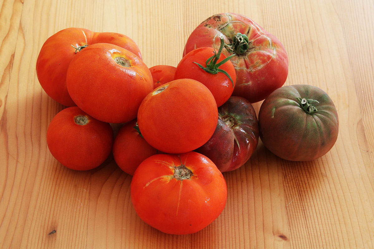 Tomatoes 2 s.jpg