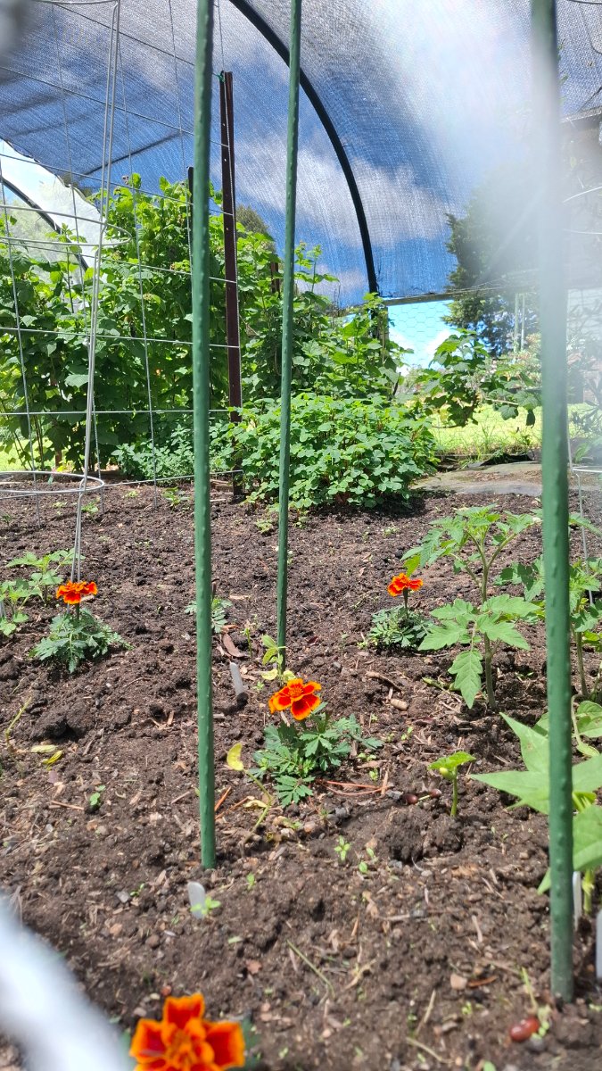 Tomatoes and marigolds