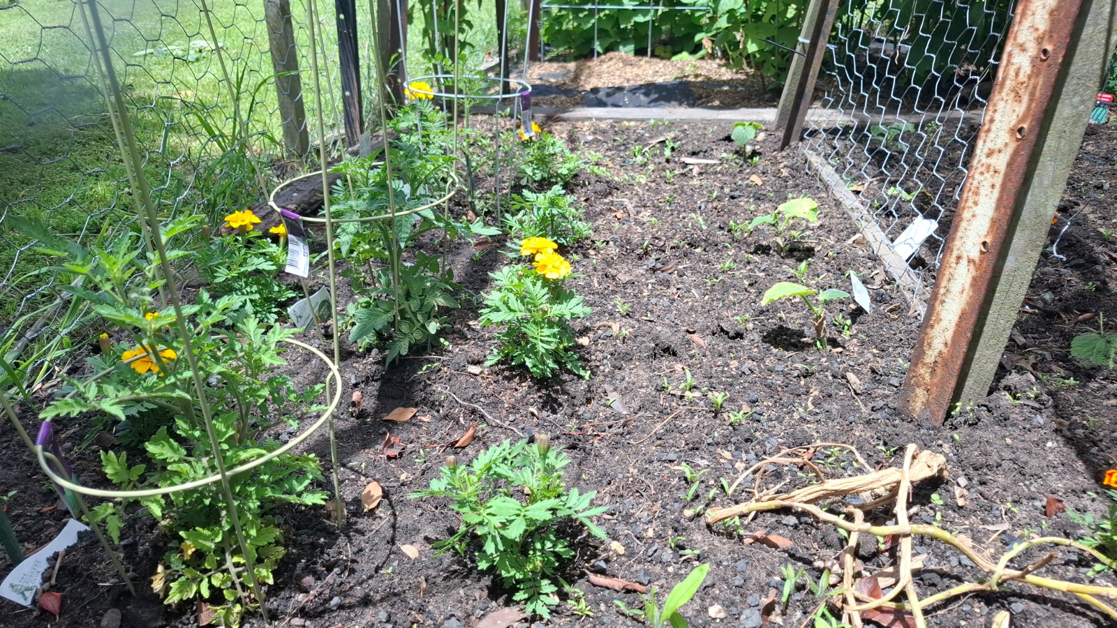 Tomatoes, basil and marigolds