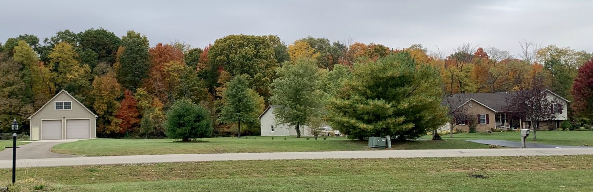 Trees Are Changing 2