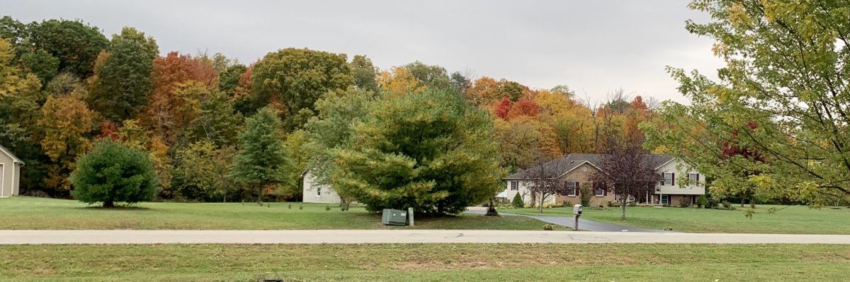 Trees Are Changing 3