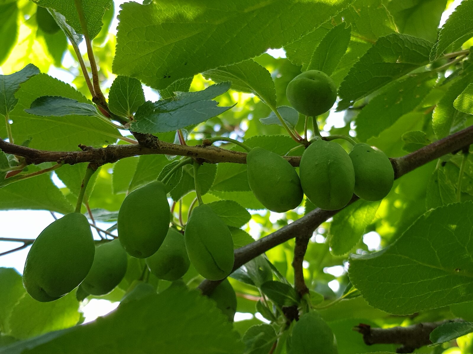 Unknown fruit but possibly nectarine