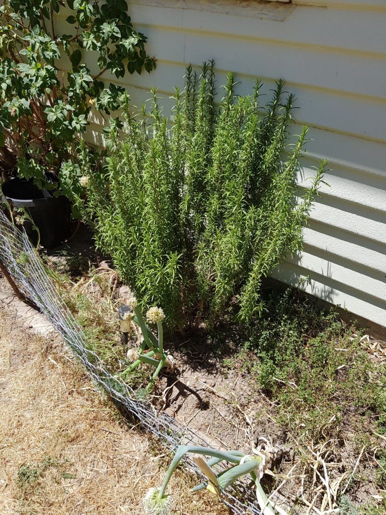 Upright or bushy Rosemary