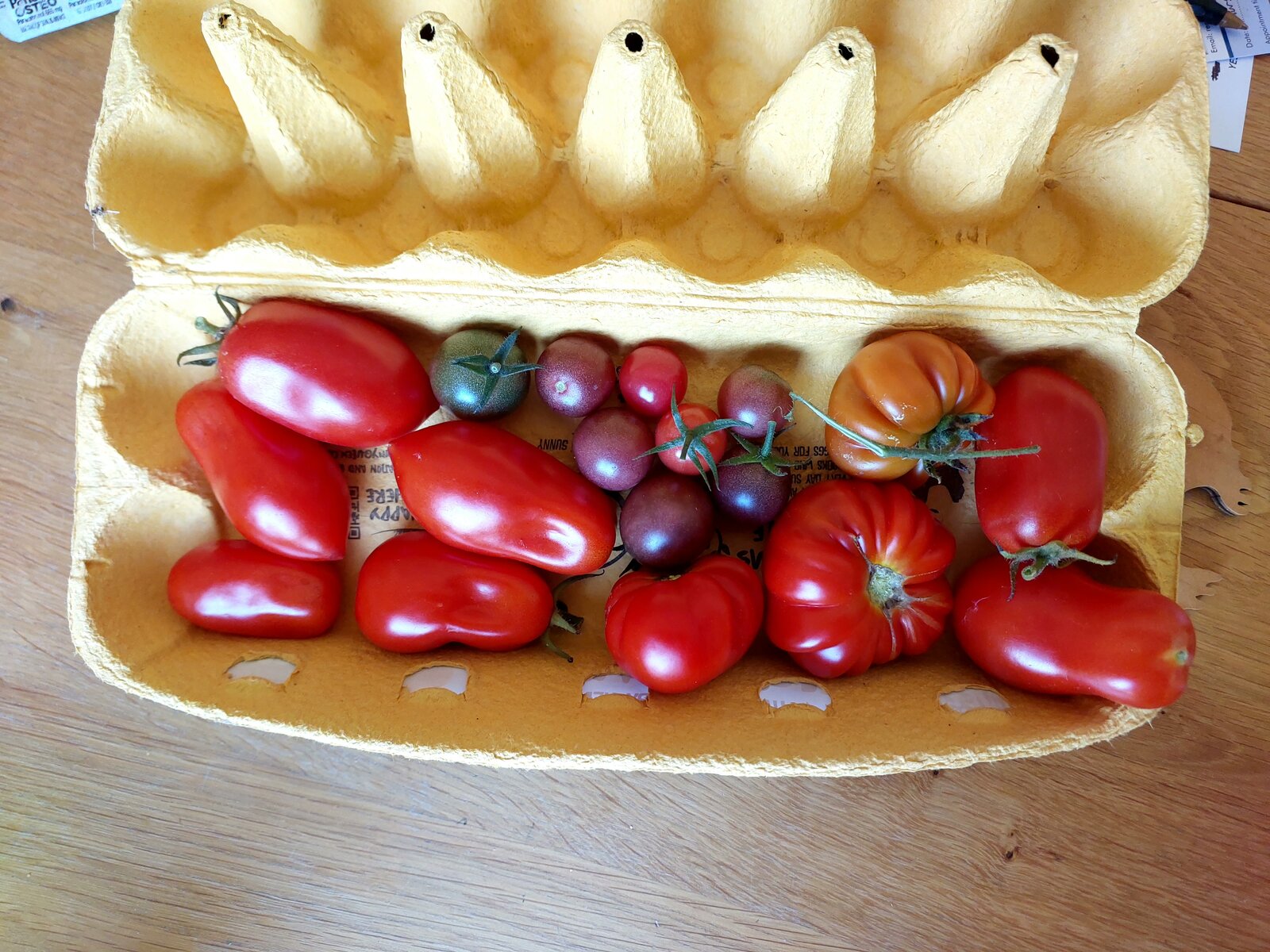 Veg plot tomatoes