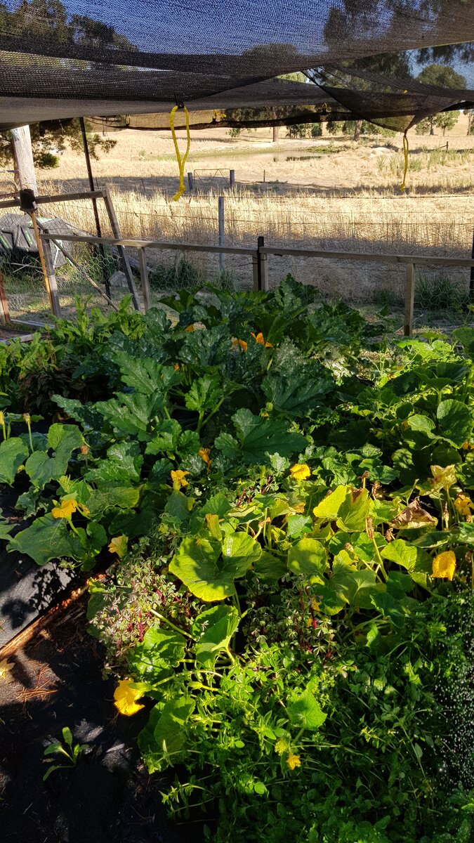 Veg plot