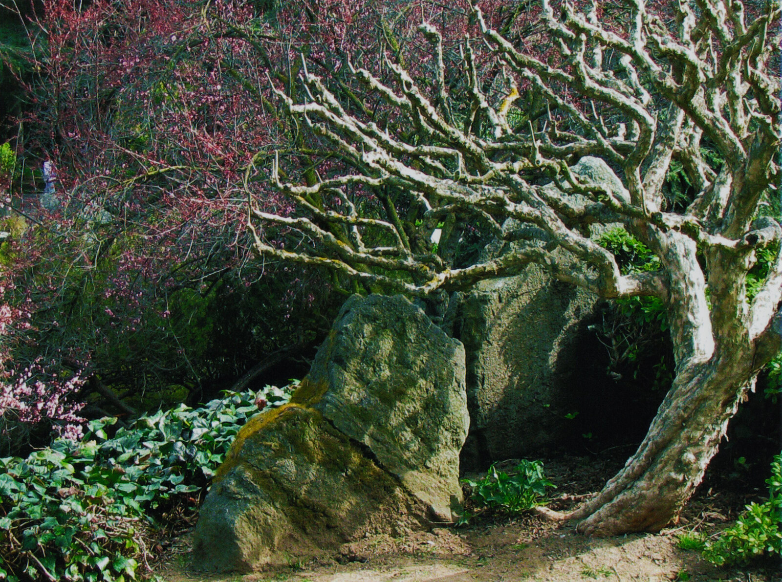 "Vortex" - a scene from the San Jose Japanese Gardens