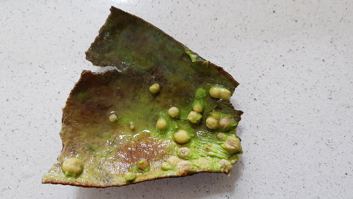 Washed skin of avocado reveals some of the extent of the problem