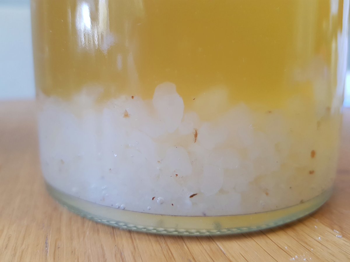 Water Kefir Grains