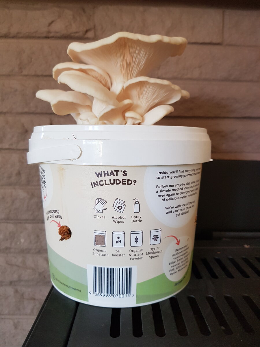 White Oyster Mushrooms