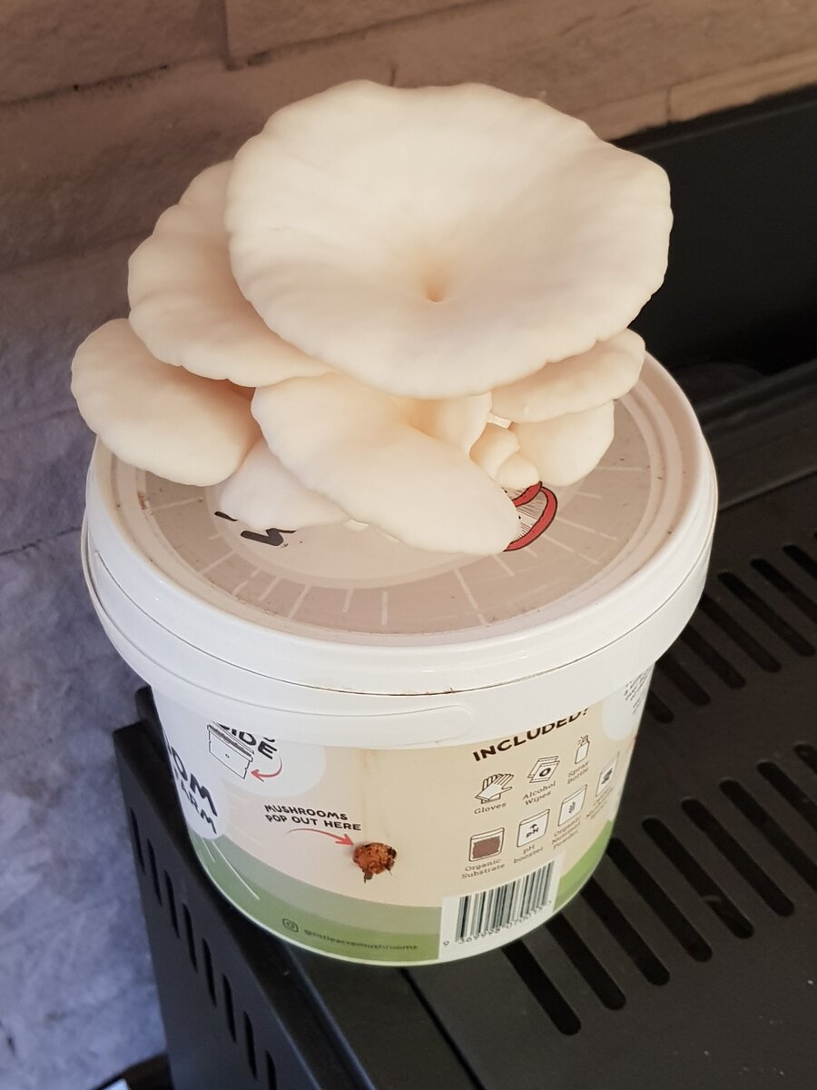 White Oyster Mushrooms