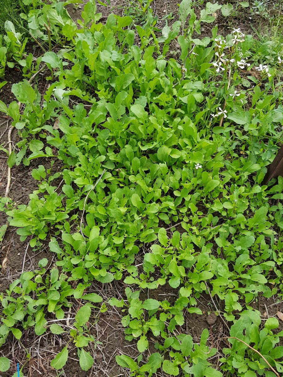 Wild rocket self seeded again