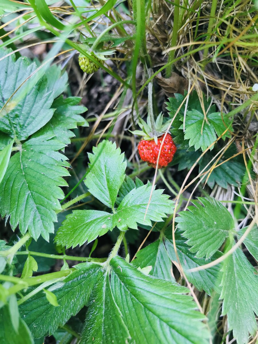 Wild Strawberry.jpeg