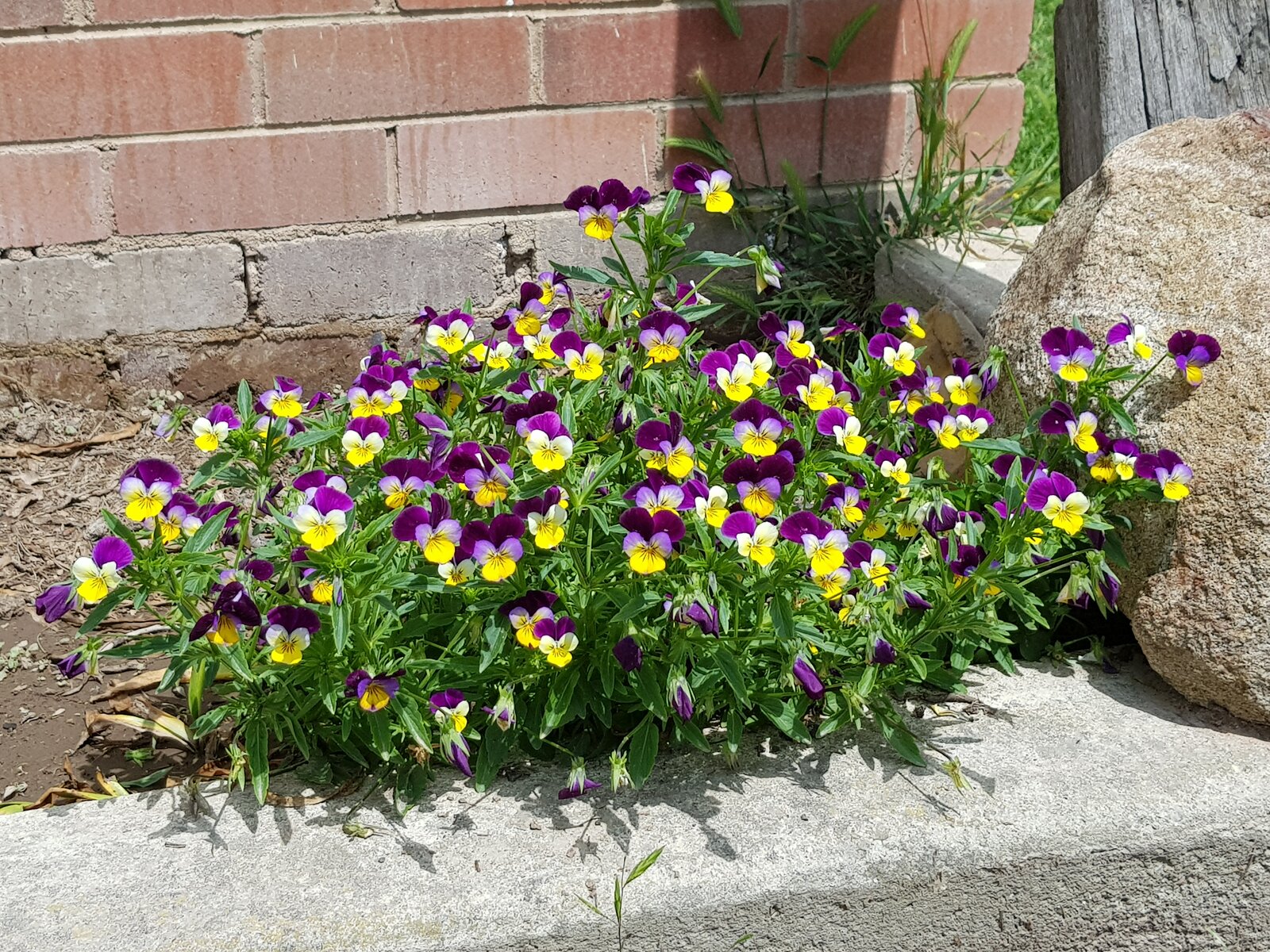 Wild violas