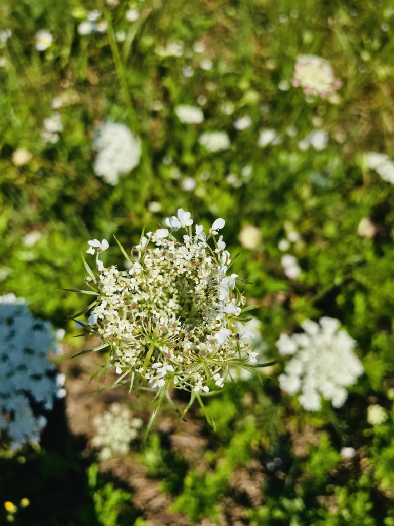 Wildflowers.jpeg