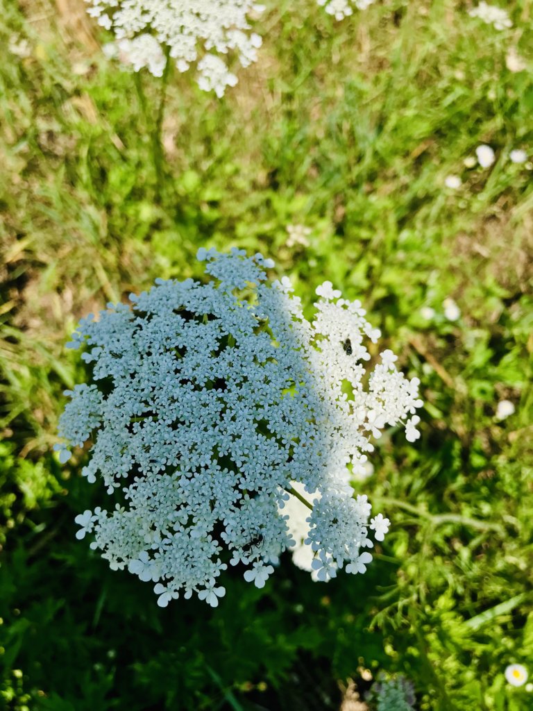 Wildflowers.jpeg