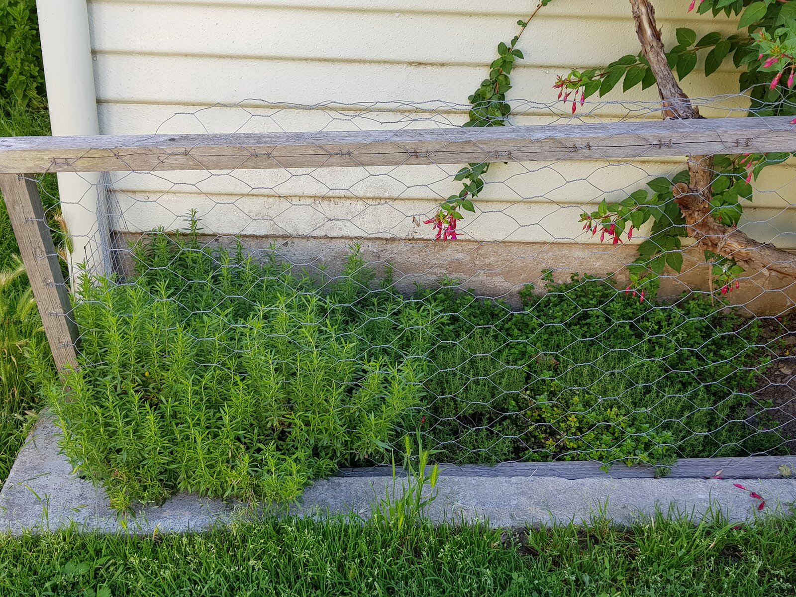 Winter Savoury to the left, various Thyme to the right