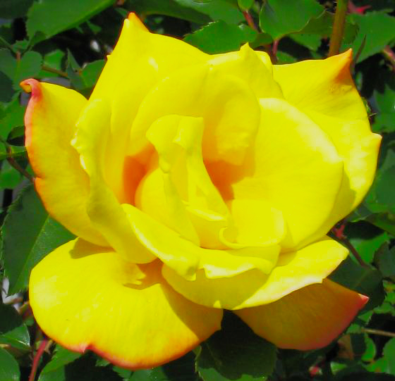 Yellow Rose